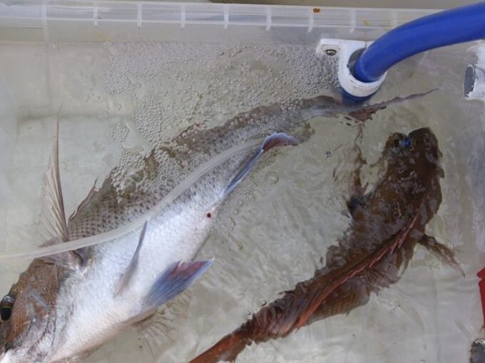 魚の鮮度を保つ